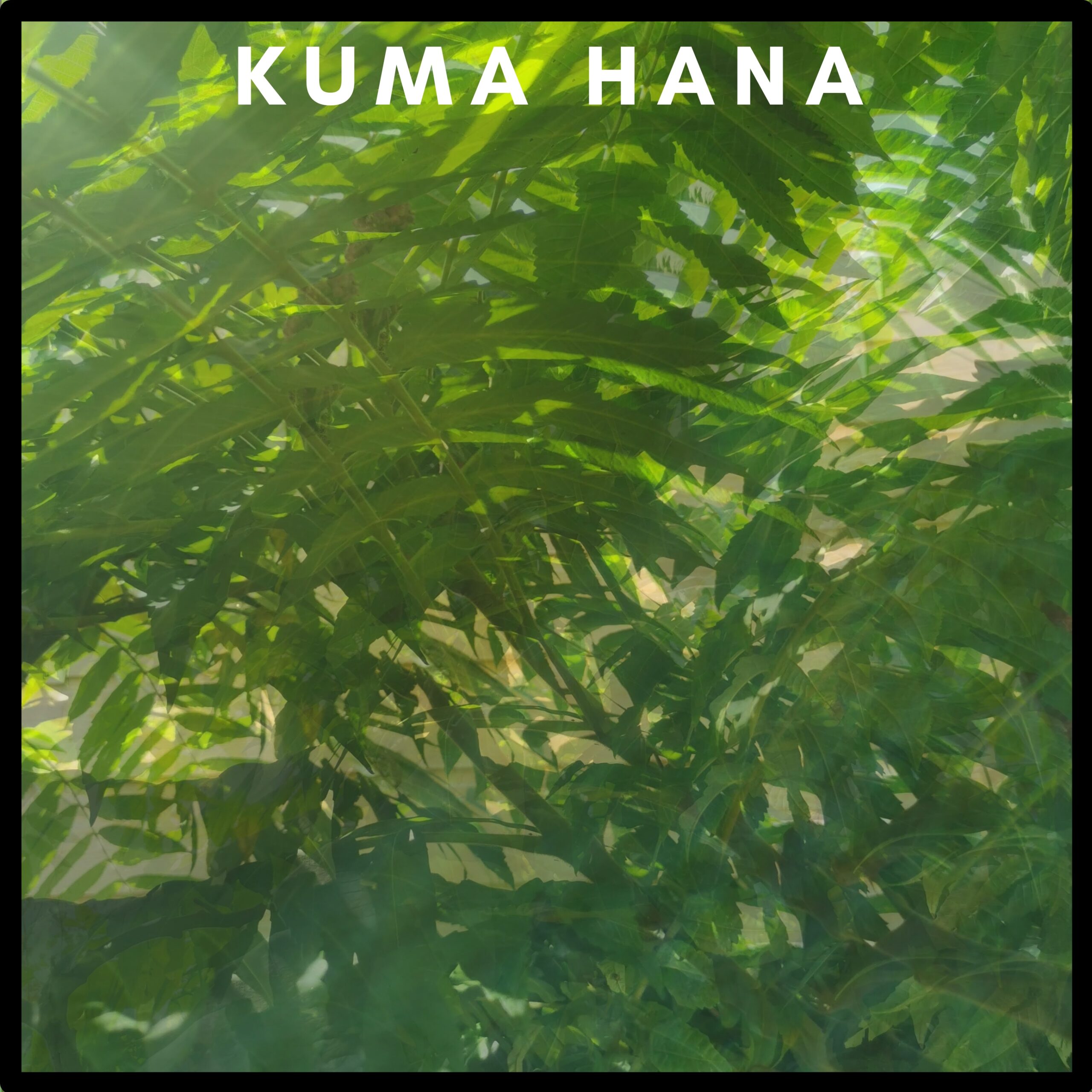 Debut Album Kuma Hana by Dublin based Artist Neil Adams