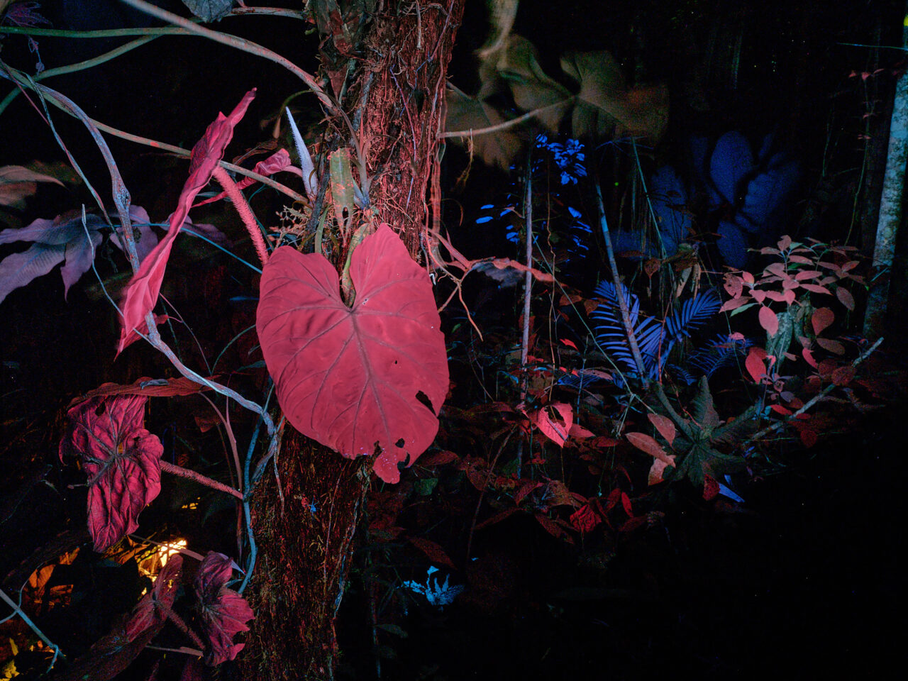 Das leuchtende Laub wird unter UV-Licht in rosa und blauen Farbtönen beleuchtet, wie in „05_Mache Chindul Forrest unter UV-Licht“ von Isadora Romero und Ailín Blasco zu sehen ist.