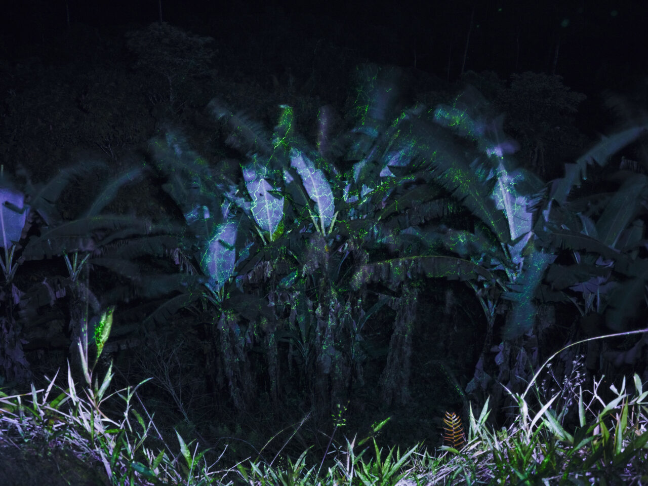 Eine Nachtszene mit dem Titel „07_Palmen am Mache Chindul_c_Isadora_Romero“ zeigt Bananenpflanzen, deren Blätter von blauem und grünem Licht beleuchtet werden, mit Gras im Vordergrund.