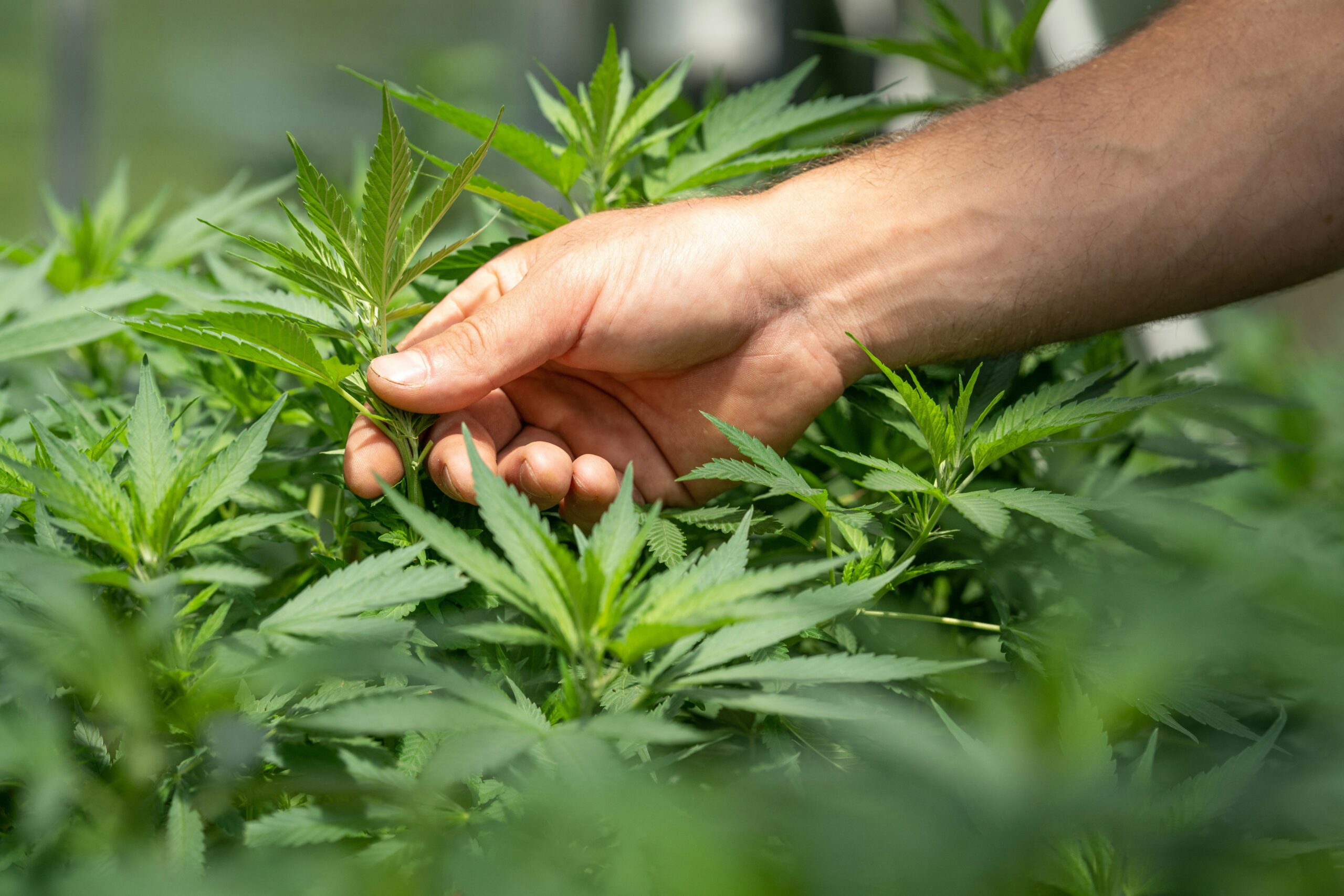 Ein Jahr Cannabisgesetz: Entkriminalisierung war richtig